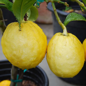 Citrus medica - Citron | Plants of the Month December